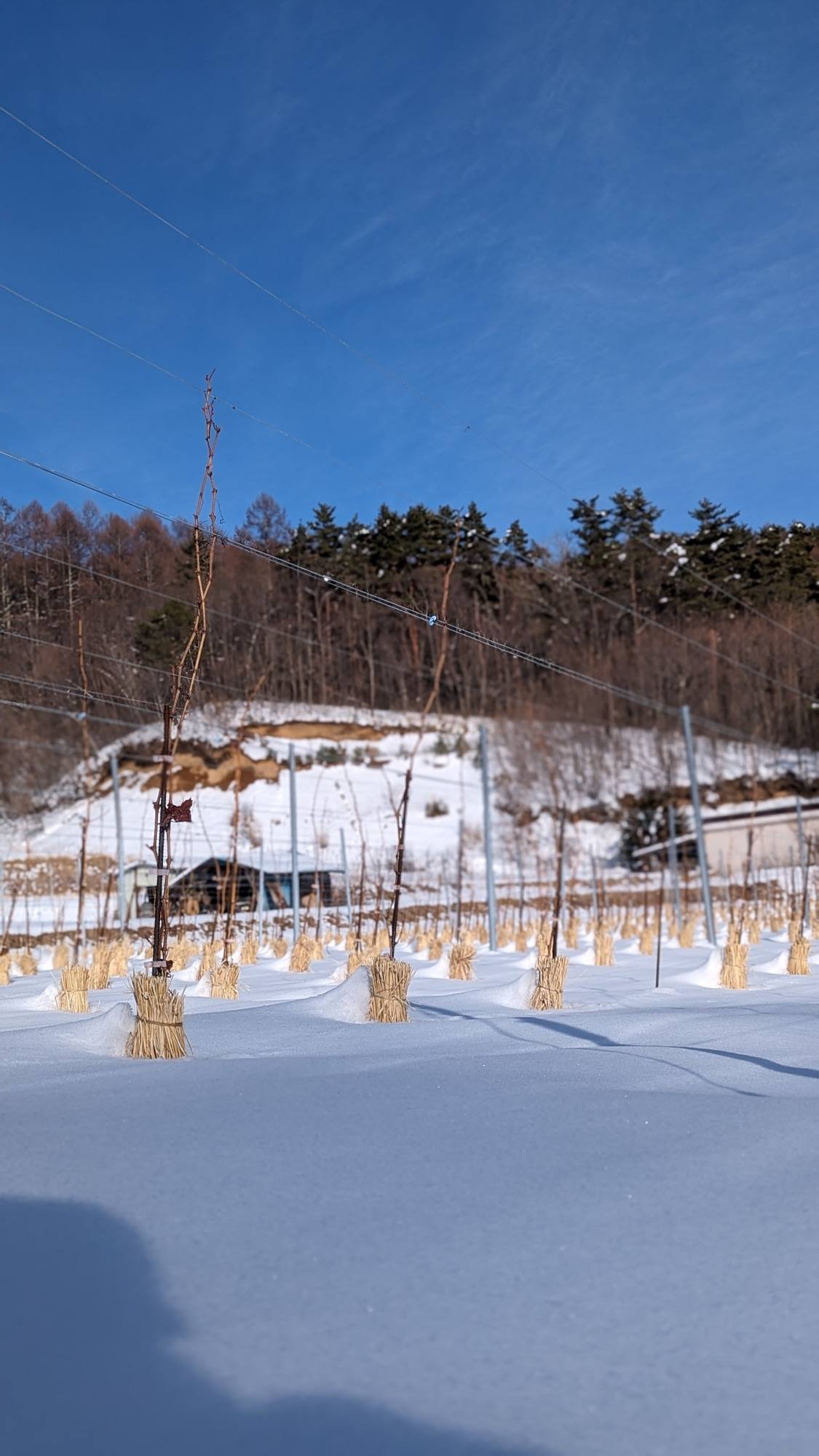 雪に覆われた冬の圃場