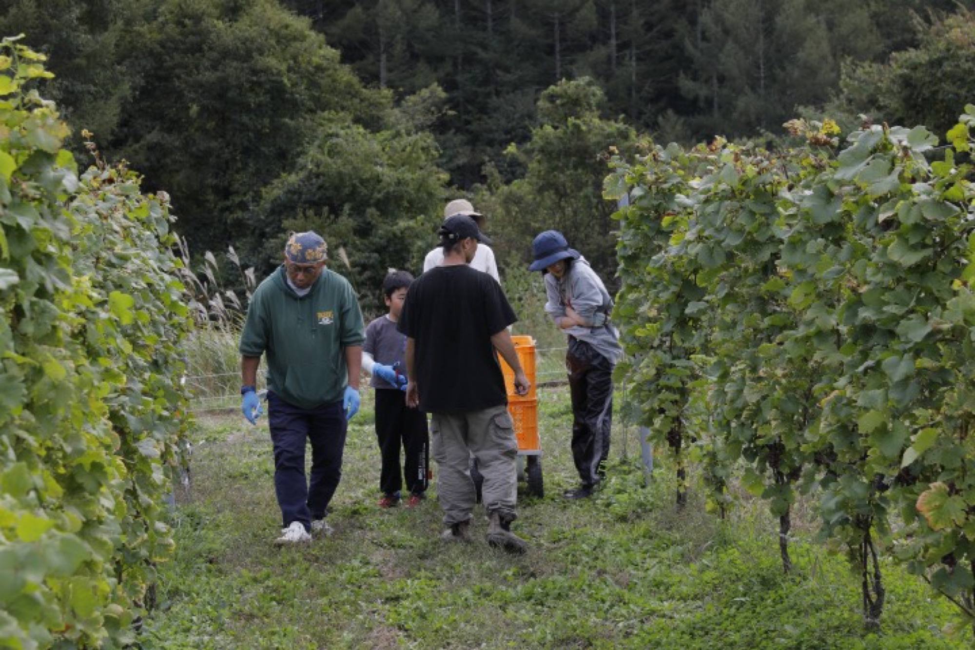 町の人と一緒に収穫する